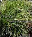 Cherokee Sedge - Carex cherokeensis 1 gallon (image for) Cherokee Sedge - Carex cherokeensis 1 gallon