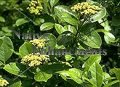 Possumhaw Viburnum – Viburnum nudum 5 gallon (image for) Possumhaw Viburnum – Viburnum nudum 5 gallon