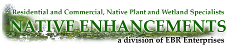 NativeEnhancements.Com (image for) NativeEnhancements.Com